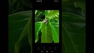 Gcam BSG 8.1 config macro terbaru 