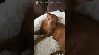 Королевишна и её шлепóчки☺️😻 