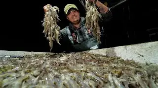 Loading the Boat with SHRIMP | Shrimping Catch and Cook
