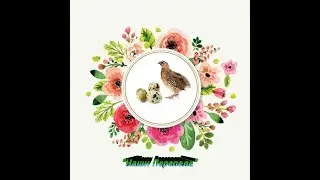 Перепела.Как мы завели перепелов,выгодно или нет .