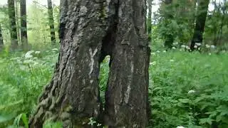 Корни, дупла, два колеса