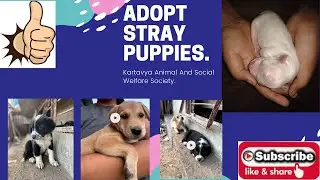 Adoption Request | Kartavya Family and animal welfare society.