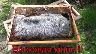 Восковая моль!!!