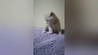 minik şeker