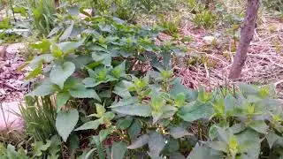 Подготовка к новому СХ сезону  ПермаКультурно :)
