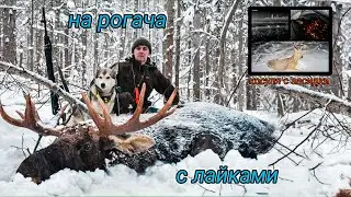 Охота с лайками - лось рогач и косуля с засидки