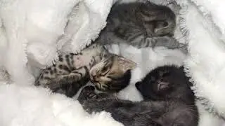 Sweet Kittens Sleeping. Oh, They Are So Adorable!