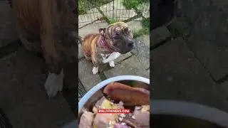 Have You Taught Your American Bully Puppy To Eat On Command? #americanbullyrawdiet