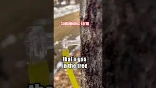 Sappin’ Season | Tappin’ the Maple Trees | Maple Syrup #maplesyrup #countrylivin #newhampshire #diy