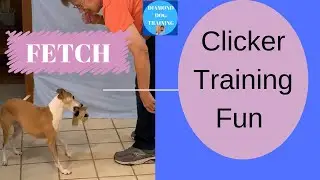 Clicker Training Fun To Teach Fetch