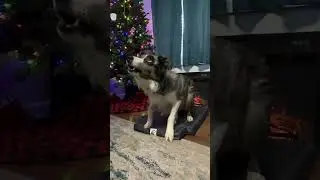ORTHOPEDIC BED: 12 DAYS OF GUNNER 2022