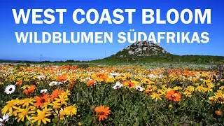 Beautiful flowers in bad weather - West Coast national Park - 2022