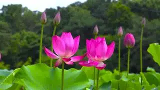 Relaxing Zen Music, Flute Meditation Music, Piano Music, Flute Music, Calm, Sleep, Insomnia