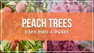 Bare Root & Dwarf Peach Trees at Bauman's | What you need to know