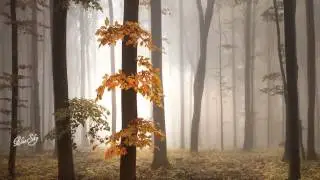 The forest is waiting for you!