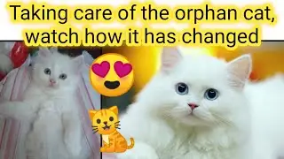 🐈The routine of a sick and orphaned cat look how her shape has chang after she was raised in the hom
