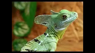 Grusel Der Natur   Reptilien doku Deutsch