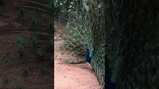 peacock dance