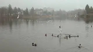 Rackové na přehradě v Jablonci n. N.