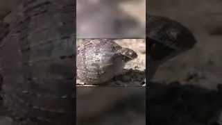 Змея Напала На Гнездо Птиц и Съела Яйцо
