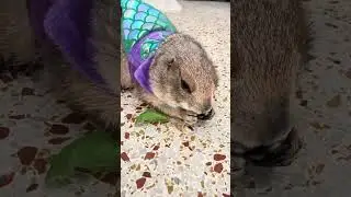 Poppy the Prairie Dog Mermaid 🥰❤️🧜‍♀️