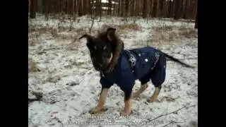 Щенок Балу ищет дом!
