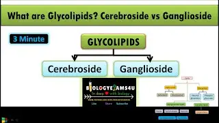 What are Glycolipids? Difference between Cerebroside and Ganglioside | Lipids Part 5