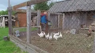 Дом в деревне. Содержание кур несушек