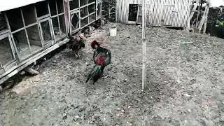 ayam betina sola sadis