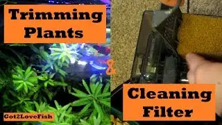 Trimming Plants and Cleaning Filter
