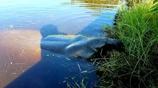 We Captured This Manatee (Illegal)