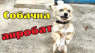 Маленькая собачка умеет стоять на двух лапках. A small dog can stand on two paws.