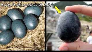 تخم مرغ و مرغ سیاه ارزش آن شما را متعجب میکند!