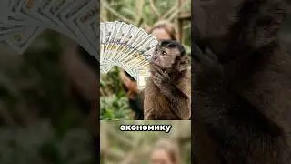 Don't Give Monkeys Money