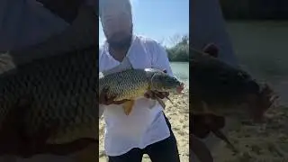 Эпичная Рыбалка: Встреча с Кабанами и Огромным Сомом!
