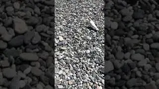 Голубь на пляже порадовал меня сегодня