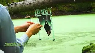 The Swamp Show