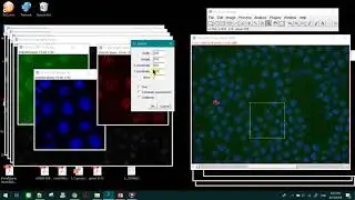 How to crop specific region in image J 