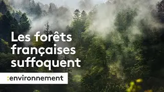 Ces forêts françaises qui ne captent plus assez de CO2