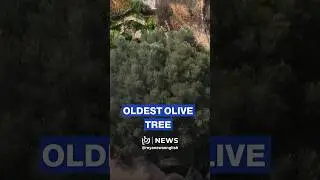 West Bank's oldest olive tree stands in peace amid ‘Israeli’ violence