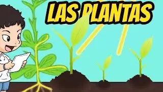 LAS PLANTAS , CARACTERISTICAS Y SUS PARTES ...--PARA PREESCOLAR /PRIMARIA