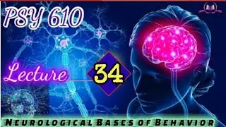 PSY610 Lecture 34 Neurological Bases of Behaviour Short Lecture VU Lectures