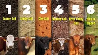Best Beef Cattle for Small Farms — Based on Your Land Type