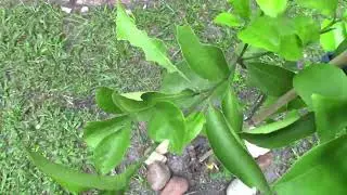 BEST Orange Tree for Florida 2024! (Sugar Belle)