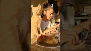 Food for human cats)