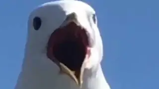 Seagull Keemstar Scream