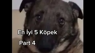 Top 5 Dog part 4