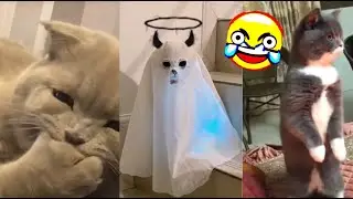 Funniest Cats - Best of the 2022 funny cat videos!