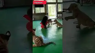 Крысы полосатые! Смешная озвучка