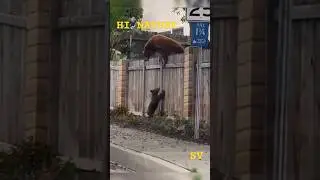 She-bear with cubs 